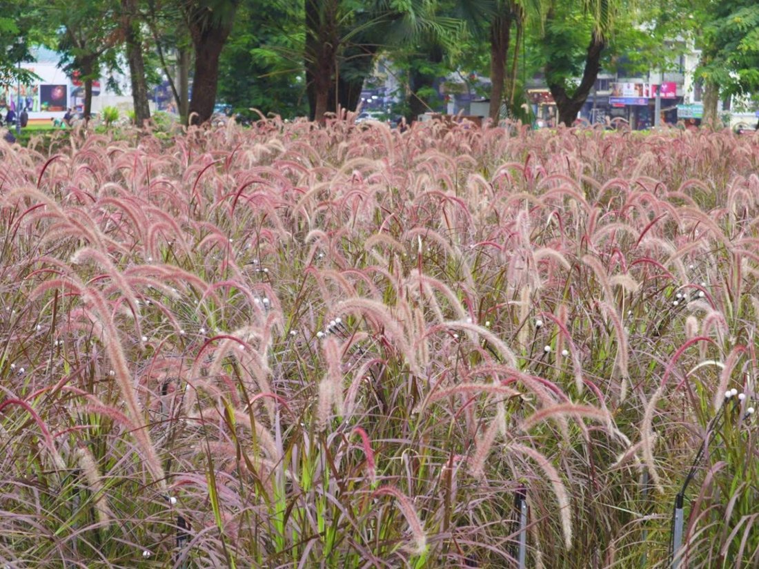 Cây cỏ lau tím đuôi chồn 3