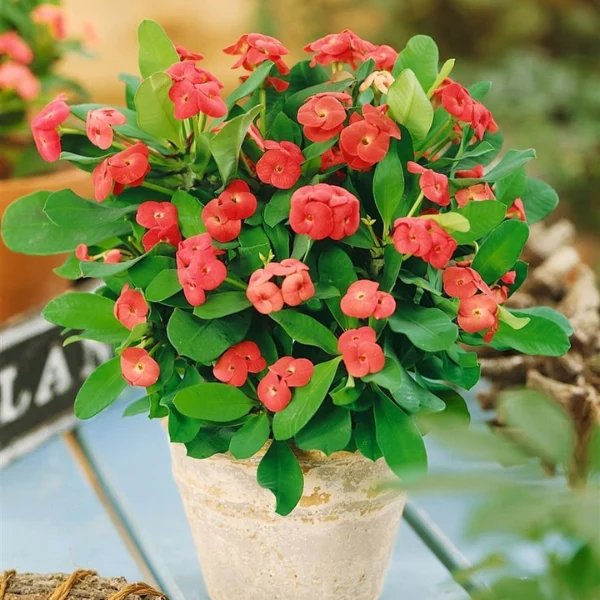 Cây xương rồng bát tiên