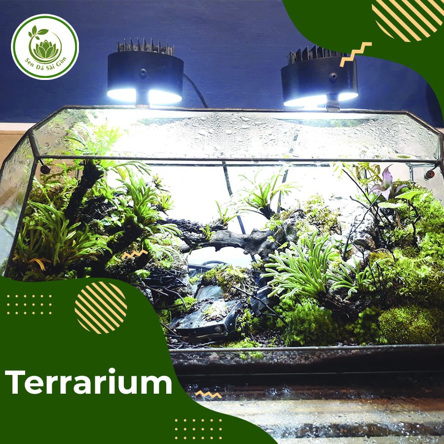 Tiểu cảnh Terrarium 2