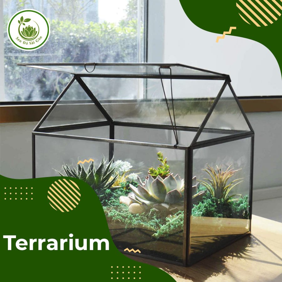 Tiểu cảnh Terrarium 1