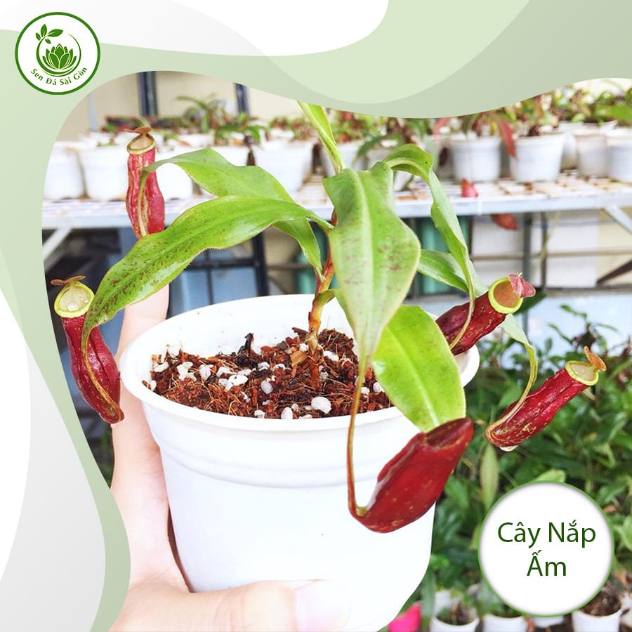 Cây nắp ấm – Chiếc bẫy kỳ diệu và nghệ thuật 2