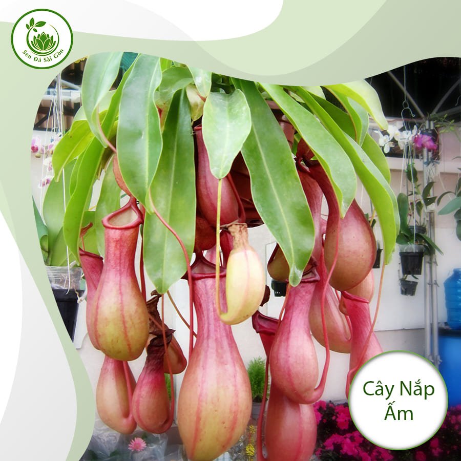 Cây nắp ấm – Chiếc bẫy kỳ diệu và nghệ thuật
