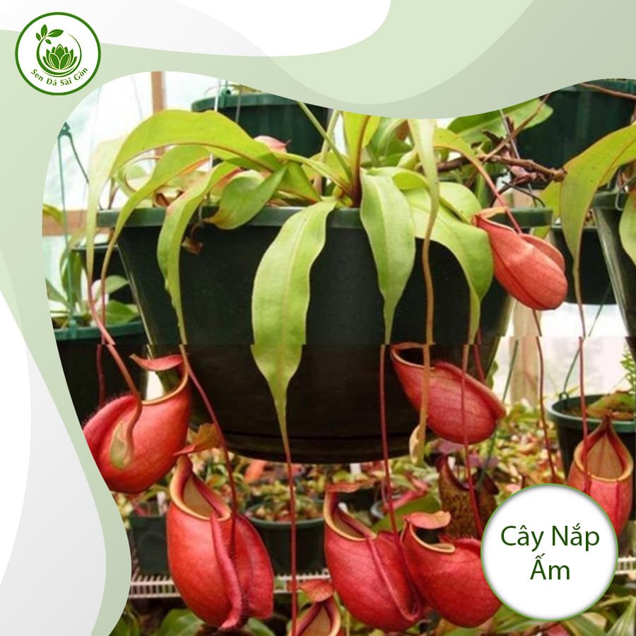 Cây nắp ấm – Chiếc bẫy kỳ diệu và nghệ thuật 3