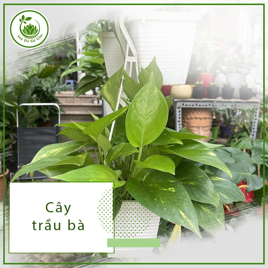 Cây Trầu Bà – Bí Quyết Giữ Nhà Luôn Xanh & May Mắn.