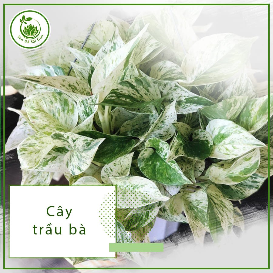 Cây Trầu Bà – Bí Quyết Giữ Nhà Luôn Xanh & May Mắn. 2