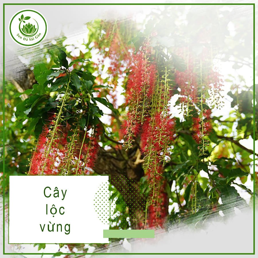 Cây Lộc Vừng – Bí Quyết Hút Tài Lộc Cho Gia Chủ 3