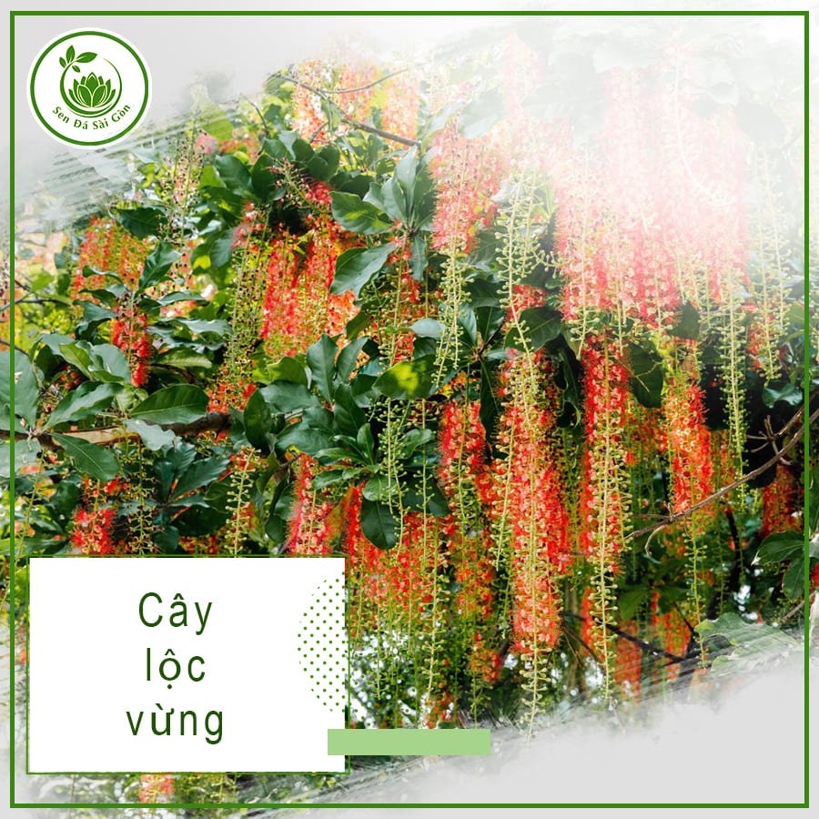 Cây Lộc Vừng – Bí Quyết Hút Tài Lộc Cho Gia Chủ 2