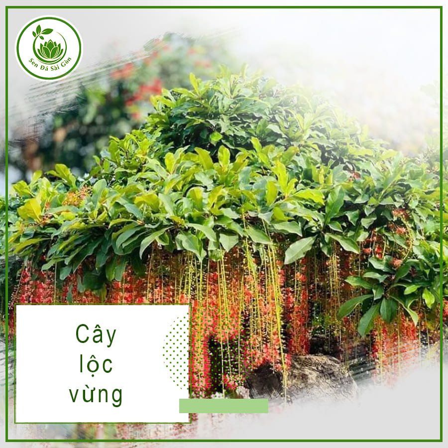 Cây Lộc Vừng – Bí Quyết Hút Tài Lộc Cho Gia Chủ