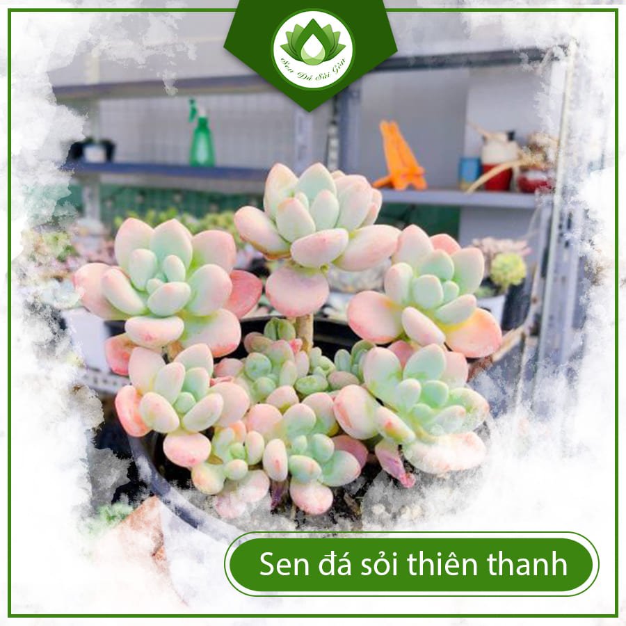 Sen đá sỏi thiên thanh – Tuyệt phẩm thiên nhiên đẹp mê hồn