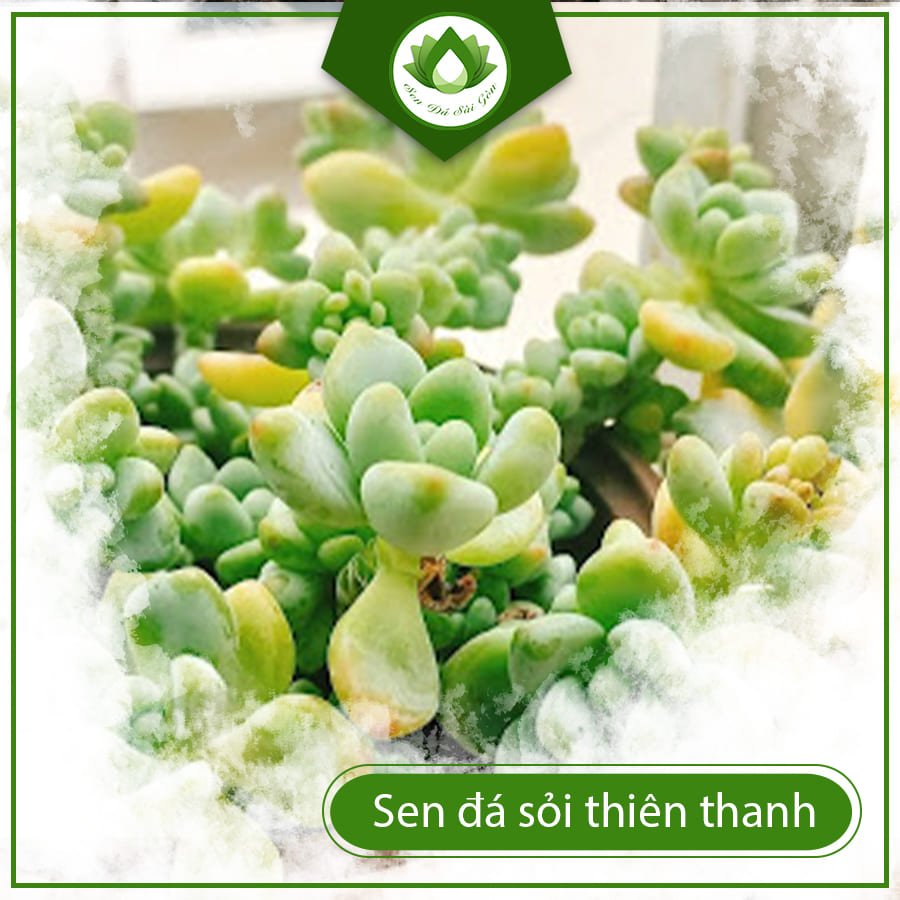 Sen đá sỏi thiên thanh – Tuyệt phẩm thiên nhiên đẹp mê hồn 3