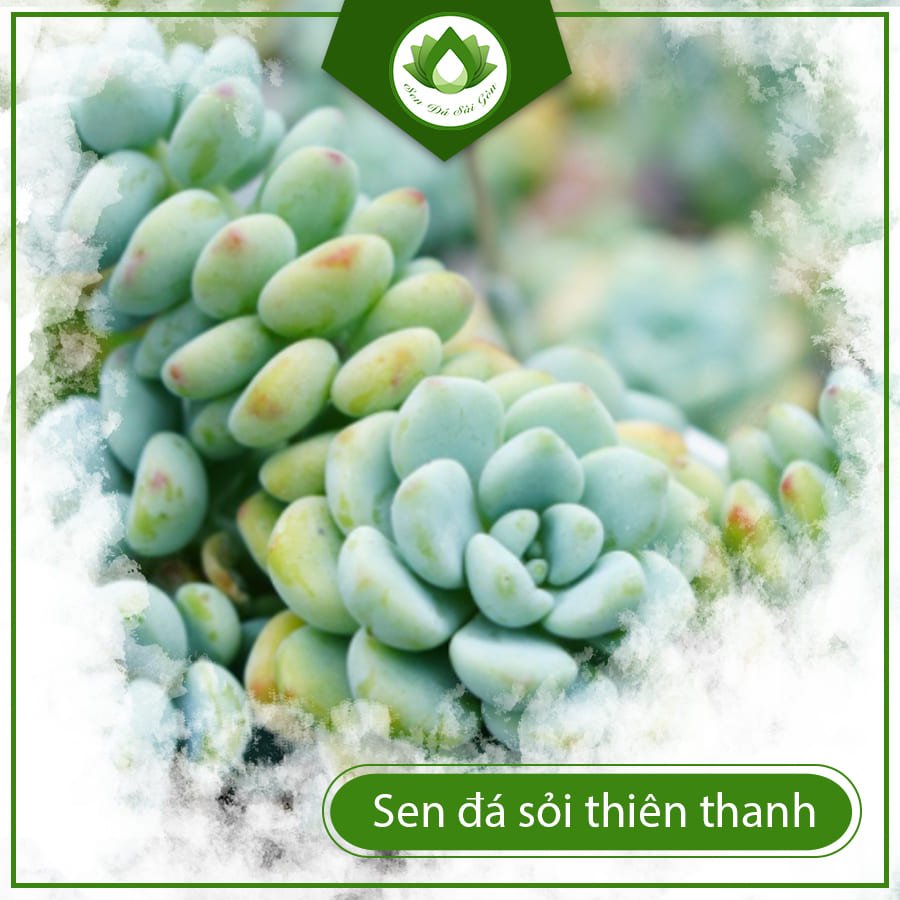 Sen đá sỏi thiên thanh – Tuyệt phẩm thiên nhiên đẹp mê hồn 2