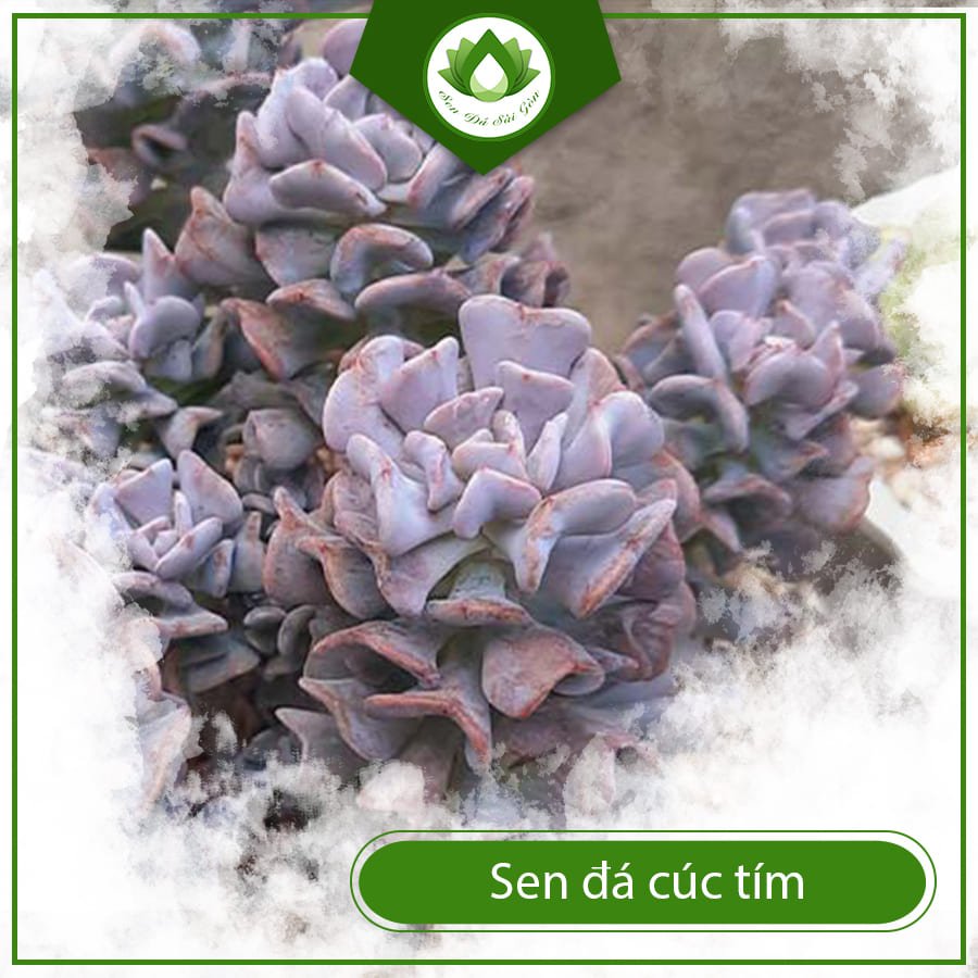 Sen đá cúc tím – Sắc tím huyền bí đầy huyền ảo 3