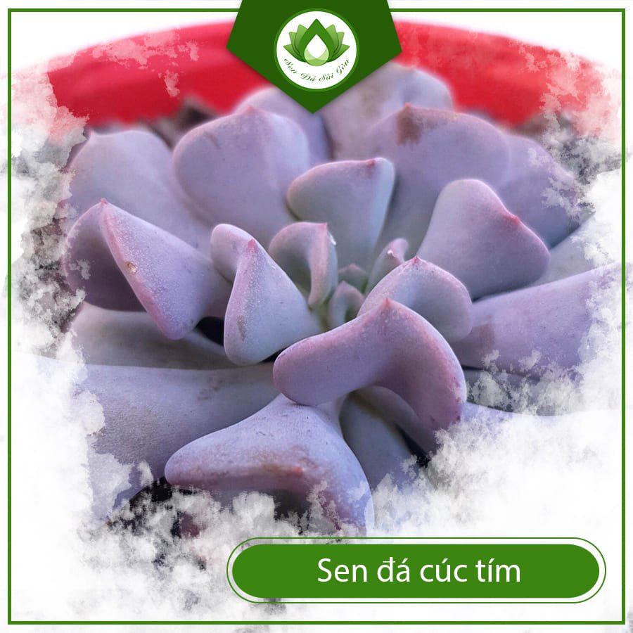Sen đá cúc tím – Sắc tím huyền bí đầy huyền ảo 2