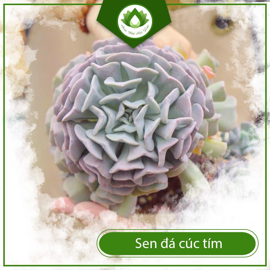 Sen đá cúc tím – Sắc tím huyền bí đầy huyền ảo