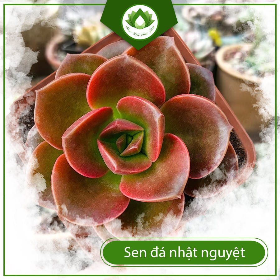Sen đá nhật nguyệt – Sự hòa quyên hoàn hảo giữa âm dương