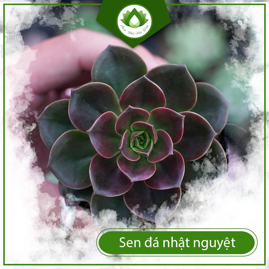 Sen đá nhật nguyệt – Sự hòa quyên hoàn hảo giữa âm dương 3