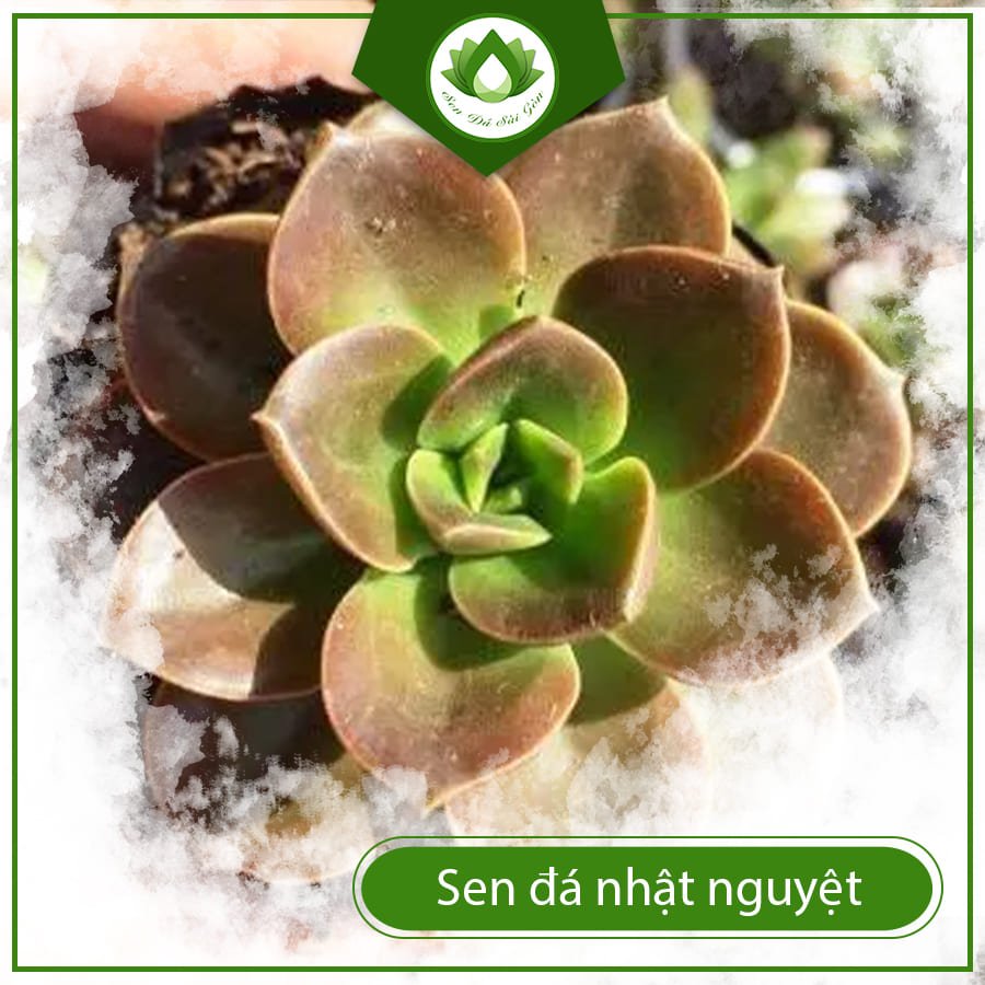 Sen đá nhật nguyệt – Sự hòa quyên hoàn hảo giữa âm dương 2