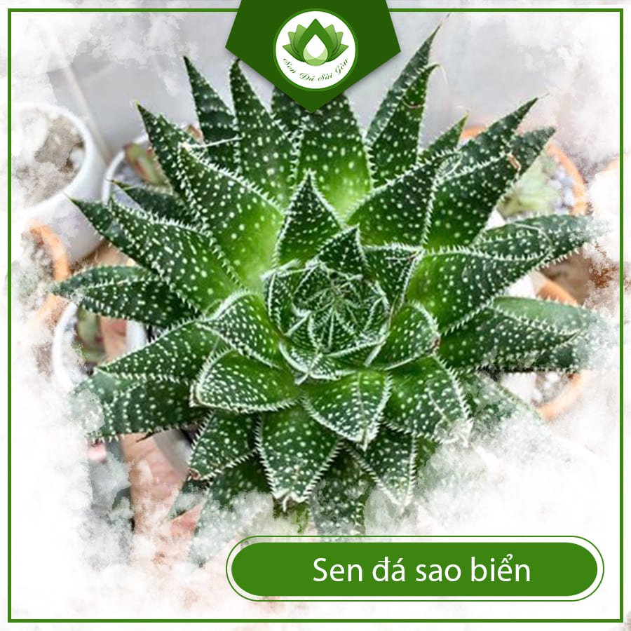 Sen Đá Sao Biển – Cây Cảnh Độc Lạ, Dễ Chăm, Giá Tốt