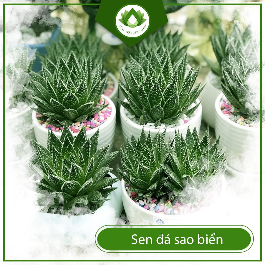 Sen Đá Sao Biển – Cây Cảnh Độc Lạ, Dễ Chăm, Giá Tốt 3