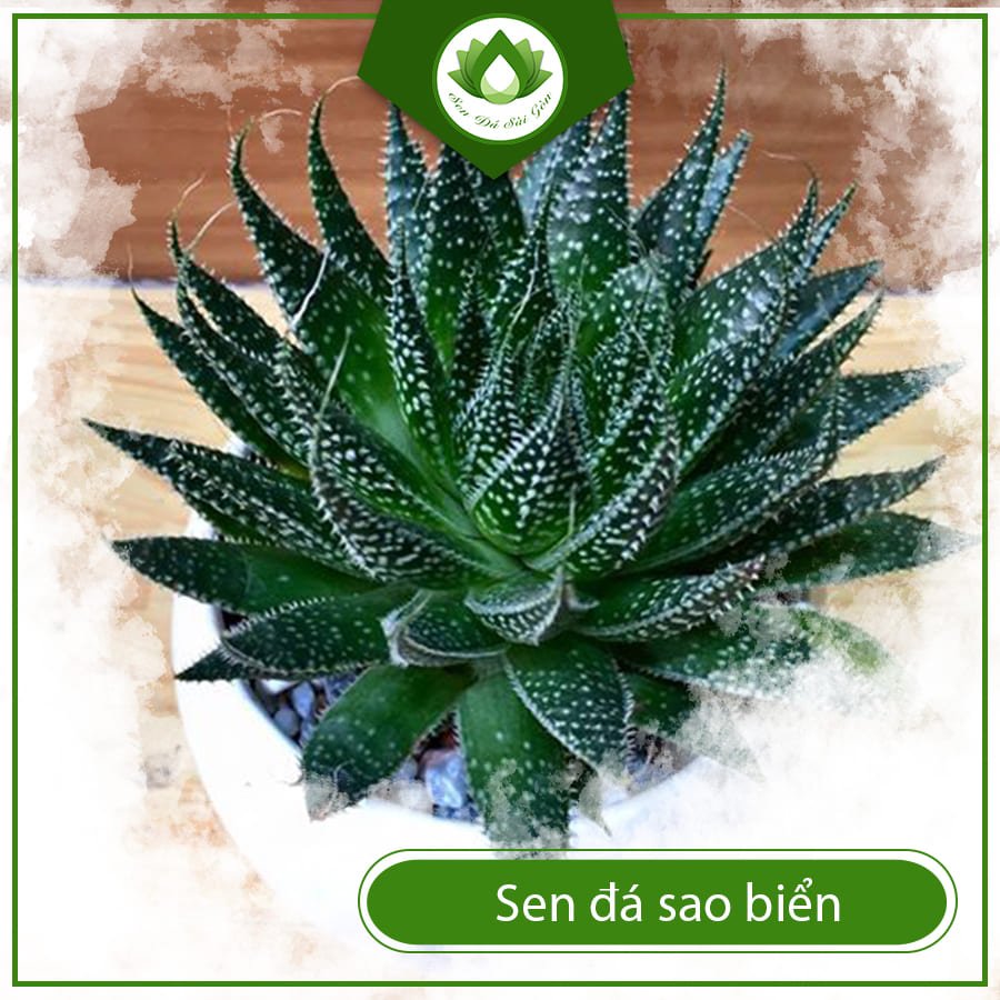 Sen Đá Sao Biển – Cây Cảnh Độc Lạ, Dễ Chăm, Giá Tốt 2