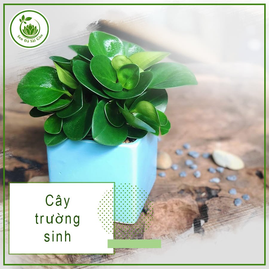 Cây Trường Sinh – Biểu Tượng Sức Khỏe & May Mắn 2
