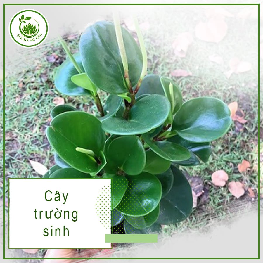 Cây Trường Sinh – Biểu Tượng Sức Khỏe & May Mắn