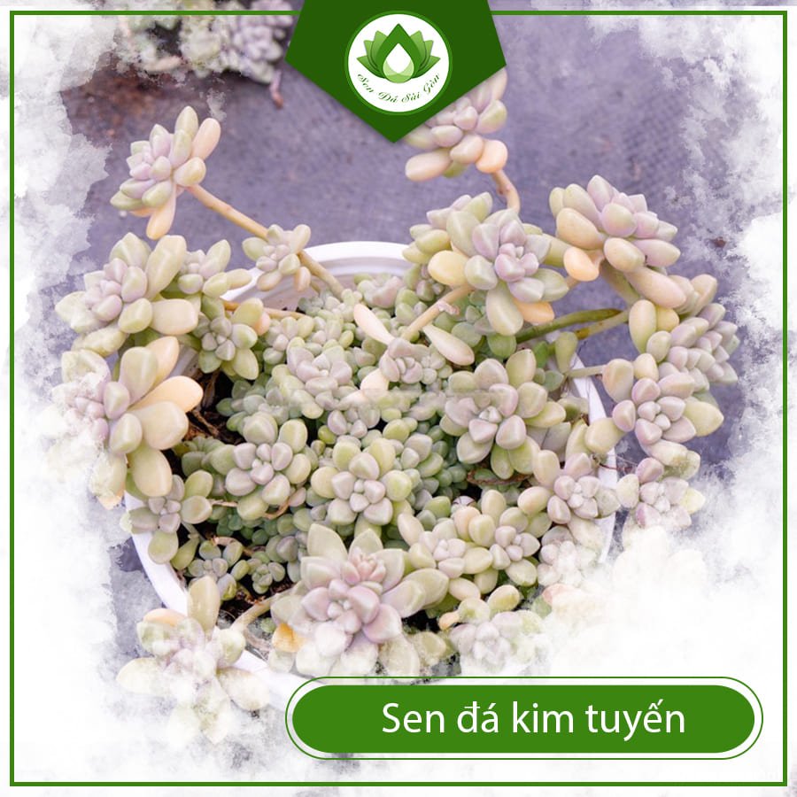 Sen Đá Kim Tuyến – Lấp Lánh Như Ánh Sao, Đẹp Mê Hồn 3