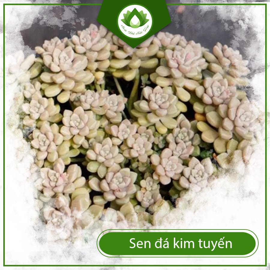 Sen Đá Kim Tuyến – Lấp Lánh Như Ánh Sao, Đẹp Mê Hồn 2