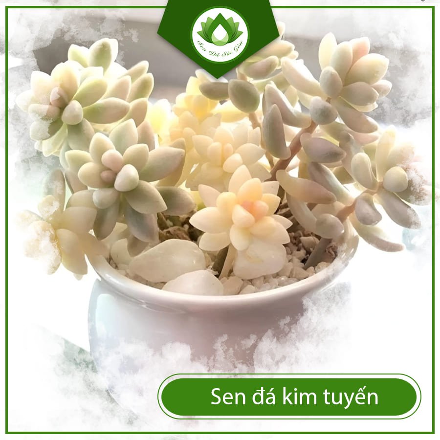 Sen Đá Kim Tuyến – Lấp Lánh Như Ánh Sao, Đẹp Mê Hồn