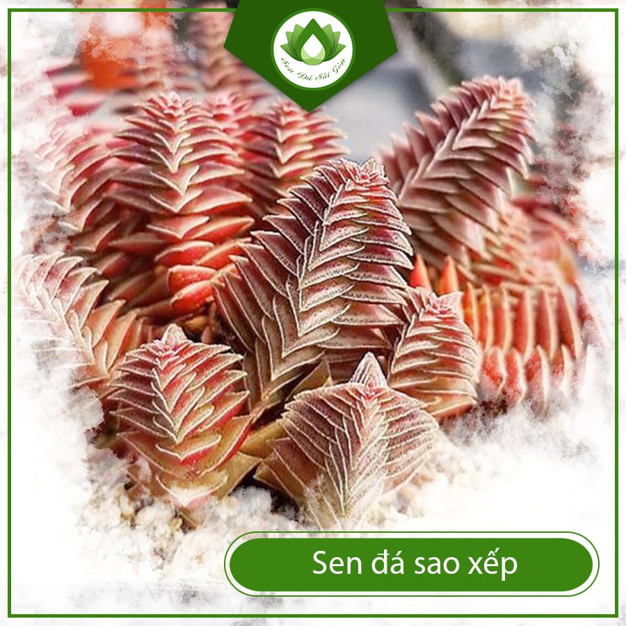 Sen Đá Sao Xếp – Hình Dáng Độc Đáo, Càng Lớn Càng Đẹp 2