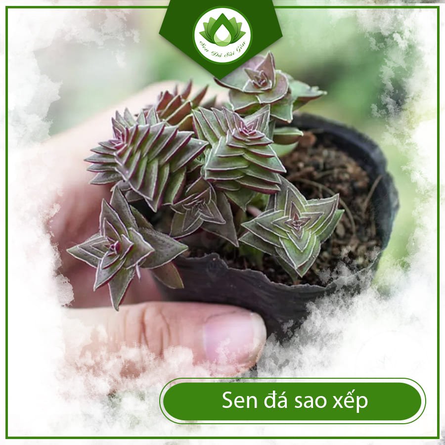 Sen Đá Sao Xếp – Hình Dáng Độc Đáo, Càng Lớn Càng Đẹp 3