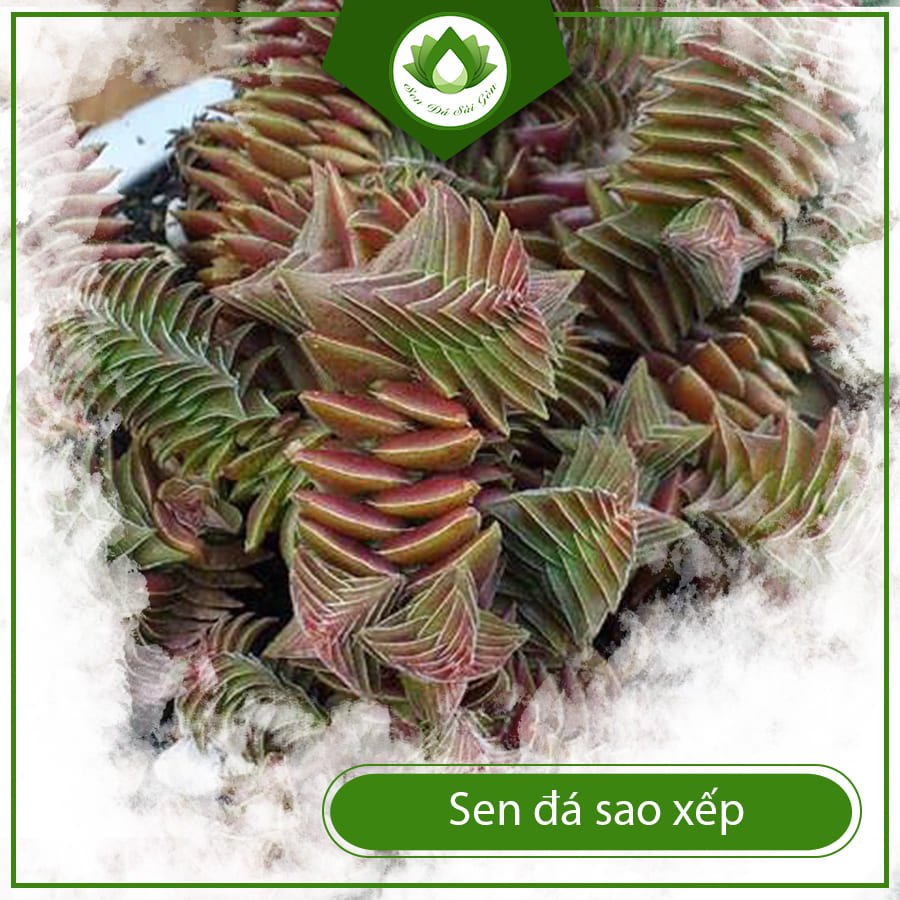 Sen Đá Sao Xếp – Hình Dáng Độc Đáo, Càng Lớn Càng Đẹp