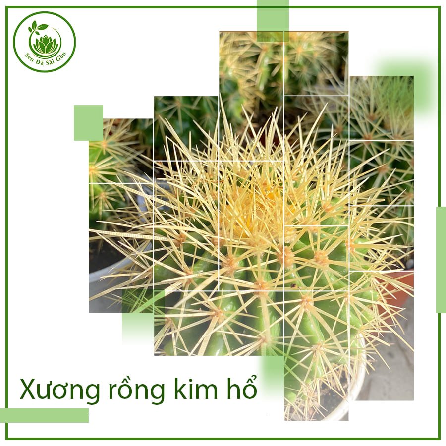 Xương Rồng Kim Hổ – Cây Phong Thủy Mang Đến Giàu Sang & May Mắn 2
