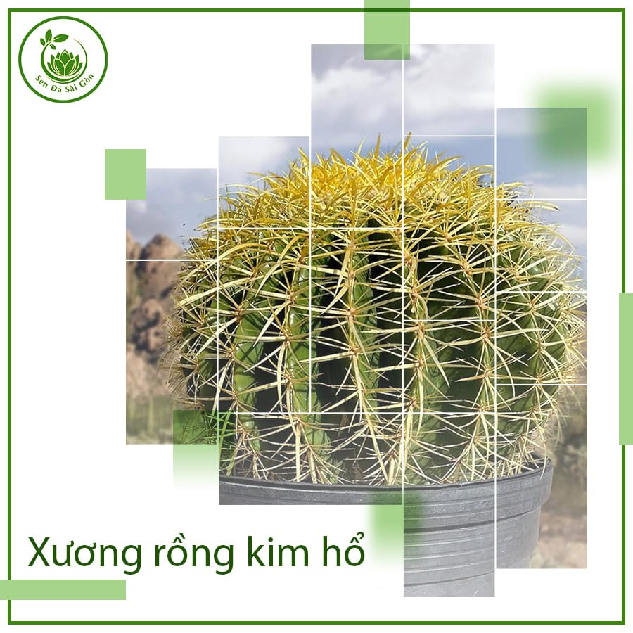 Xương Rồng Kim Hổ – Cây Phong Thủy Mang Đến Giàu Sang & May Mắn