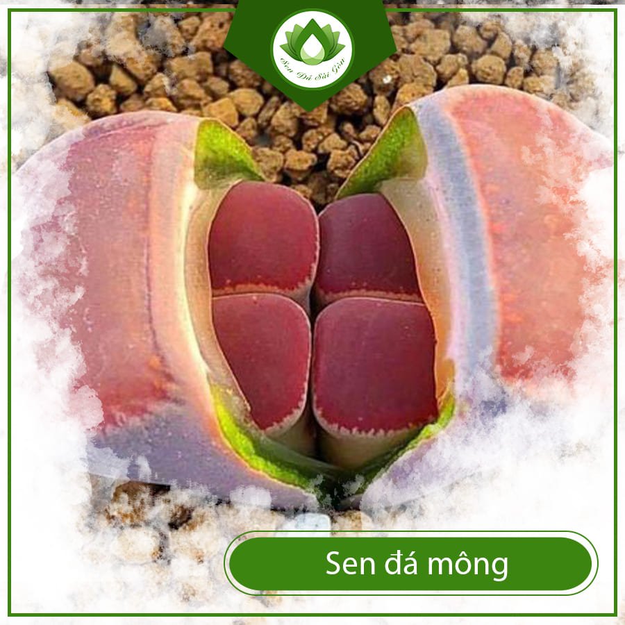 Sen Đá Mông – Tuyệt Tác Tự Nhiên Kích Ai Cũng Mê Mẩn 2