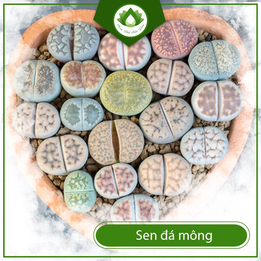 Sen Đá Mông – Tuyệt Tác Tự Nhiên Kích Ai Cũng Mê Mẩn 3