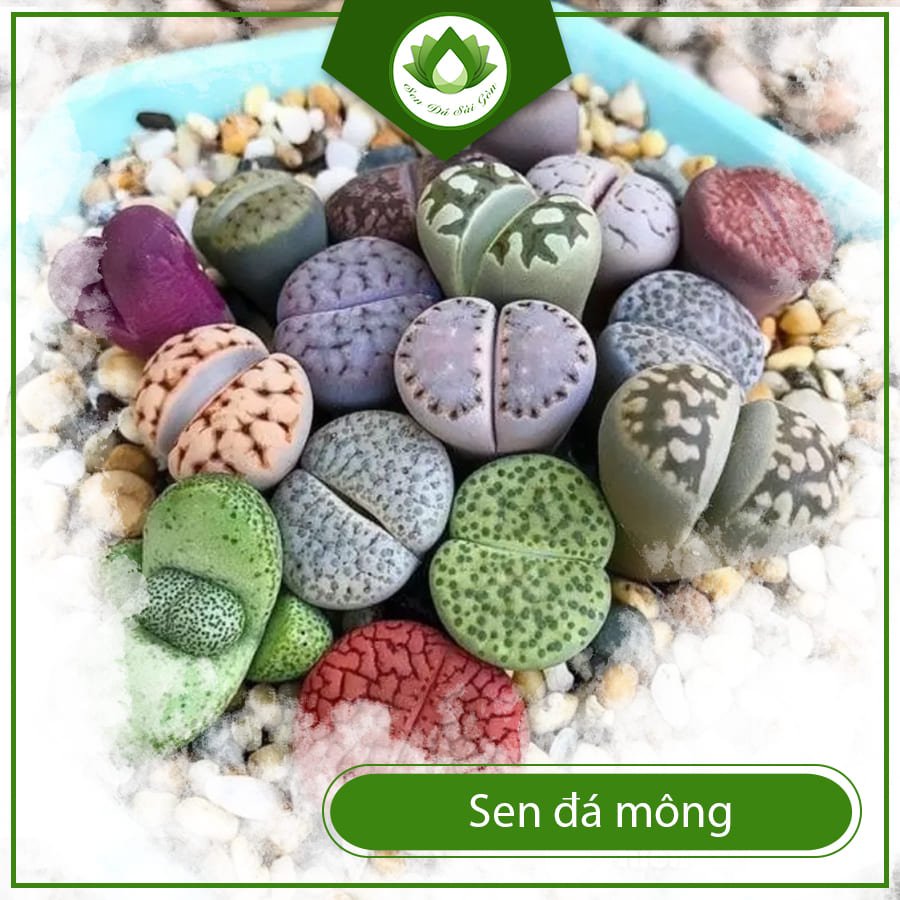 Sen Đá Mông – Tuyệt Tác Tự Nhiên Kích Ai Cũng Mê Mẩn
