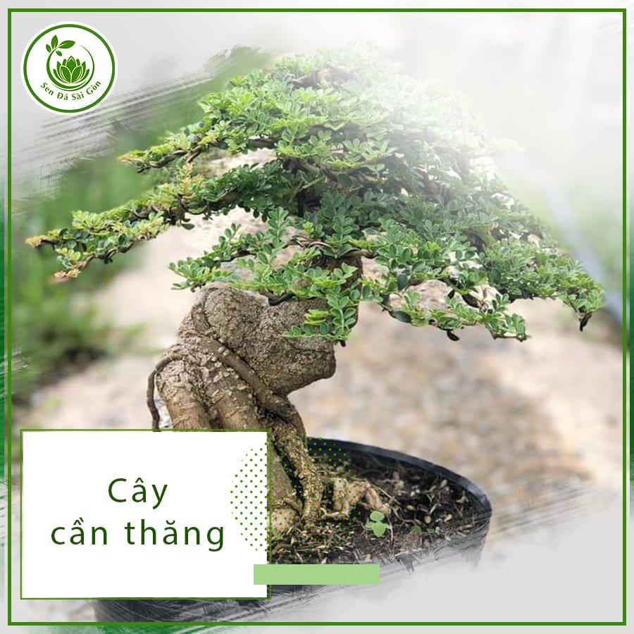 Cây cần thăng – Loại cây bonsai được ưa chuộng nhất hiện nay