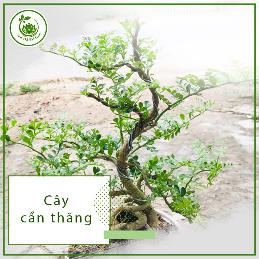 Cây cần thăng – Loại cây bonsai được ưa chuộng nhất hiện nay 2
