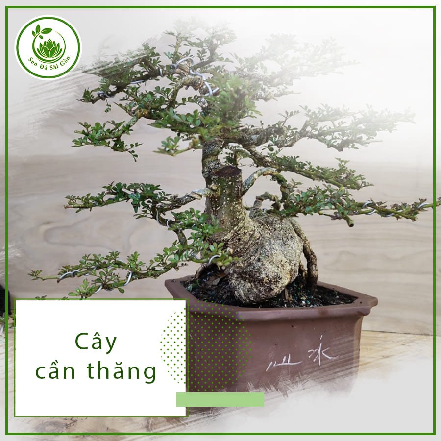 Cây cần thăng – Loại cây bonsai được ưa chuộng nhất hiện nay 3