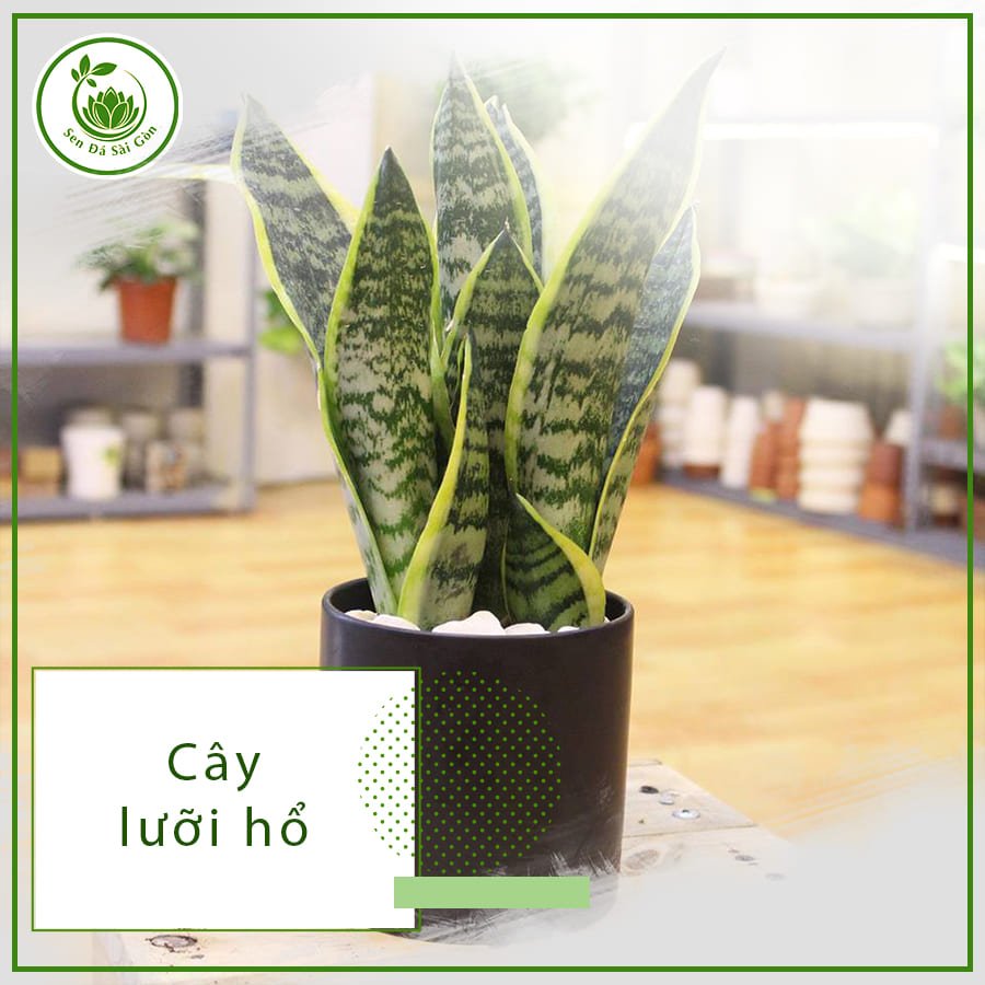 Cây lưỡi hổ – Loài cây đep, mang đến những điều tốt lành 3