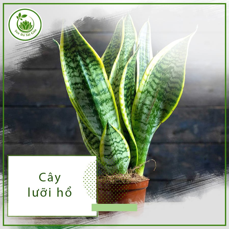 Cây lưỡi hổ – Loài cây đep, mang đến những điều tốt lành 2
