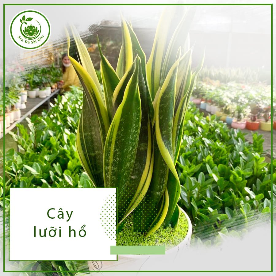 Cây lưỡi hổ – Loài cây đep, mang đến những điều tốt lành