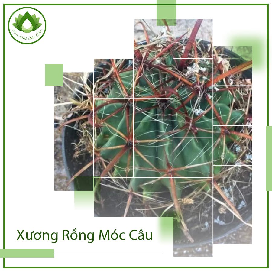 Xương rồng móc câu mang vẻ đẹp độc đáo và ý nghĩa đặc biệt 2