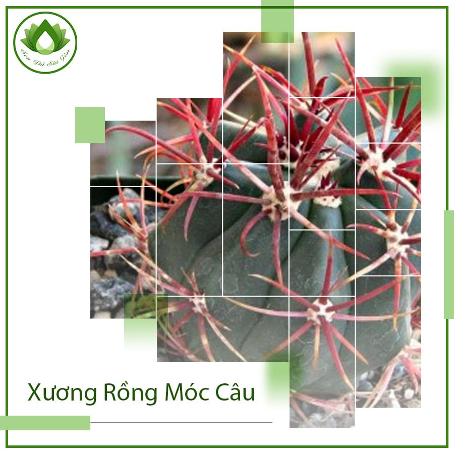 Xương rồng móc câu mang vẻ đẹp độc đáo và ý nghĩa đặc biệt