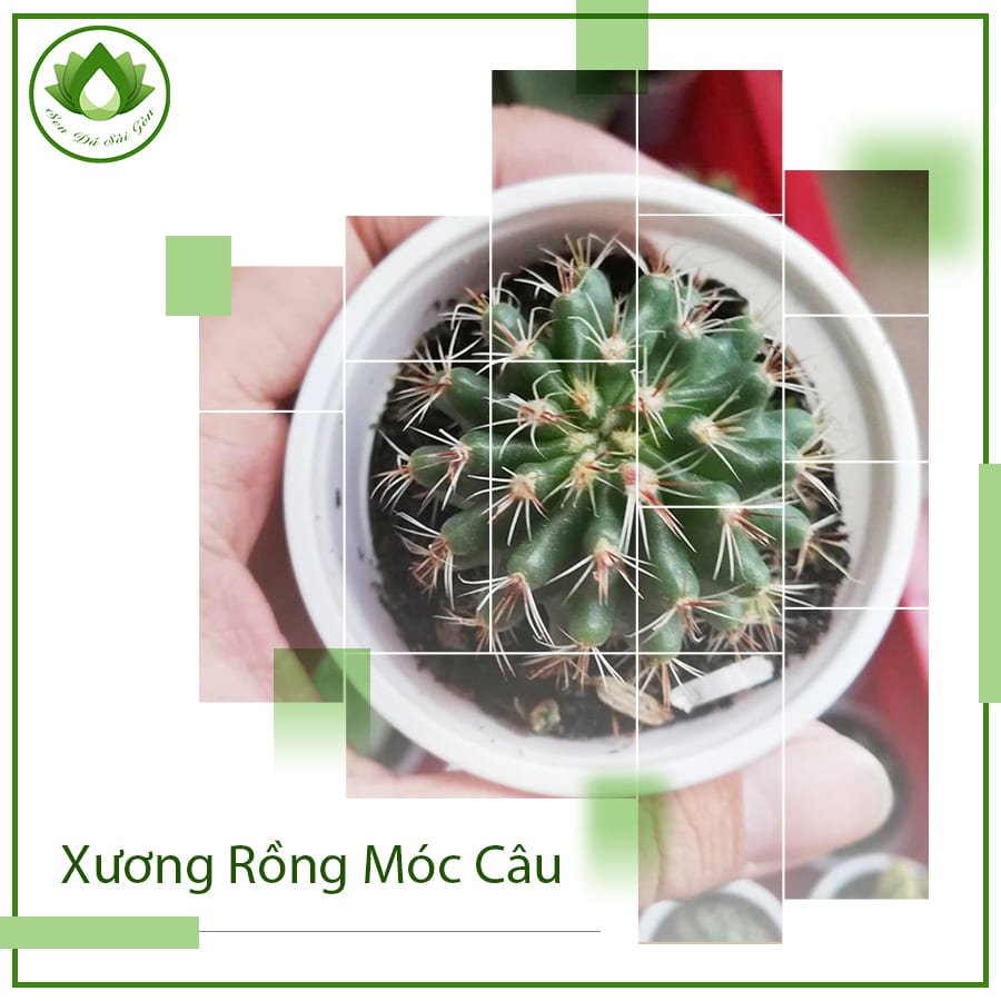 Xương rồng móc câu mang vẻ đẹp độc đáo và ý nghĩa đặc biệt 3