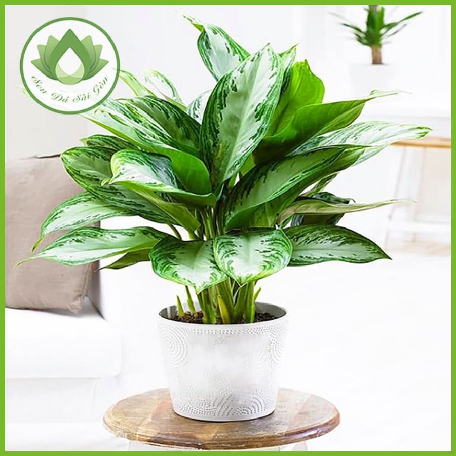 Cây bạch mã thanh lịch, mang đến ý nghĩa phong thủy tốt lành