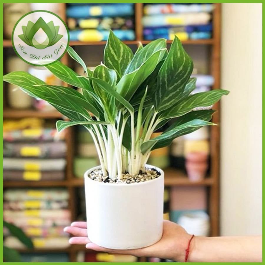 Cây bạch mã thanh lịch, mang đến ý nghĩa phong thủy tốt lành 2