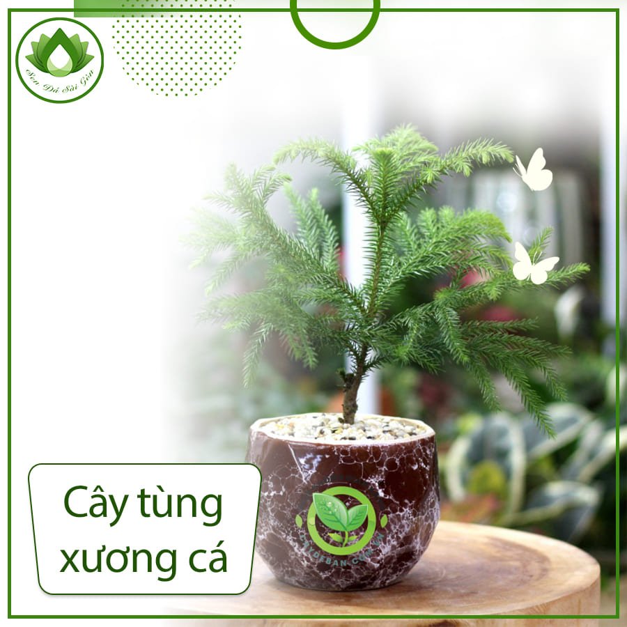 Cây tùng xương cá  – Loài cây được giới chơi bonsai săn đón 2