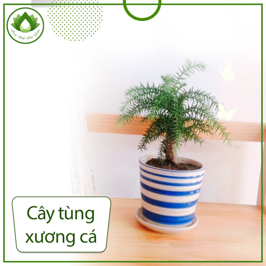 Cây tùng xương cá  – Loài cây được giới chơi bonsai săn đón